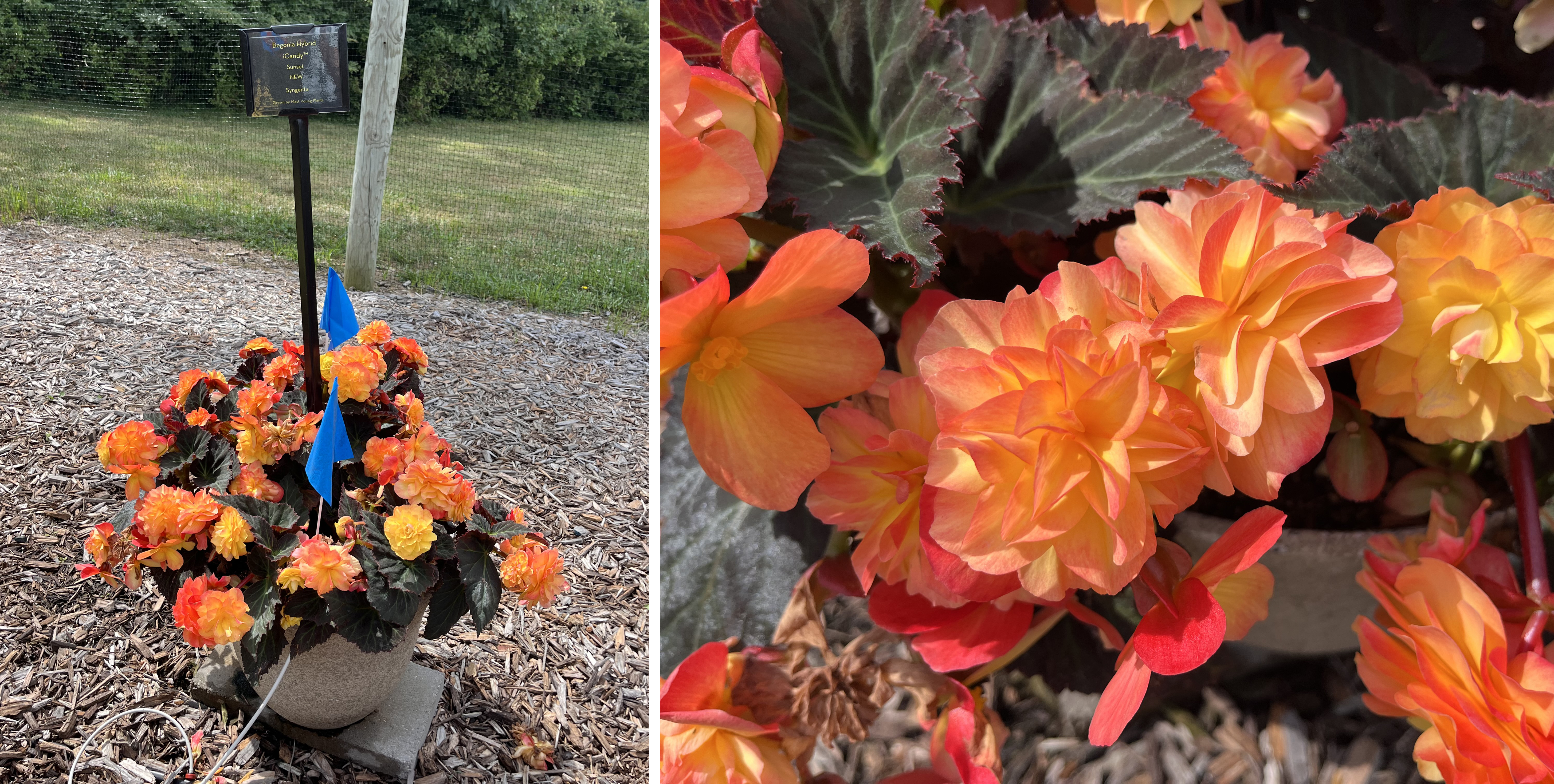 Two views of Begonia hybrid ‘Canary Song.’ Left: A container overflowing with ruffled yellow-orange flowers and dark foliage, marked with a label and blue flags. Right: A close-up of the glowing orange and yellow double blooms.